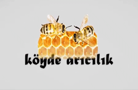 Köyde Arıcılık