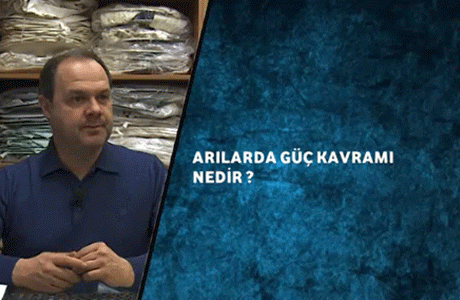 Arilarda Güç Kavrami Nedir ?