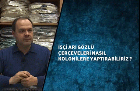 İşçi Ari Gözlü Çerçeveleri Nasil Kolonilere Yaptırabiliriz